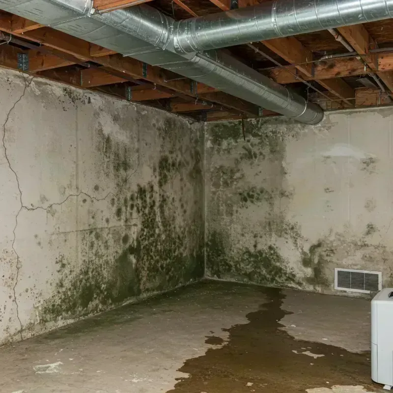 Professional Mold Removal in New Carrollton, MD